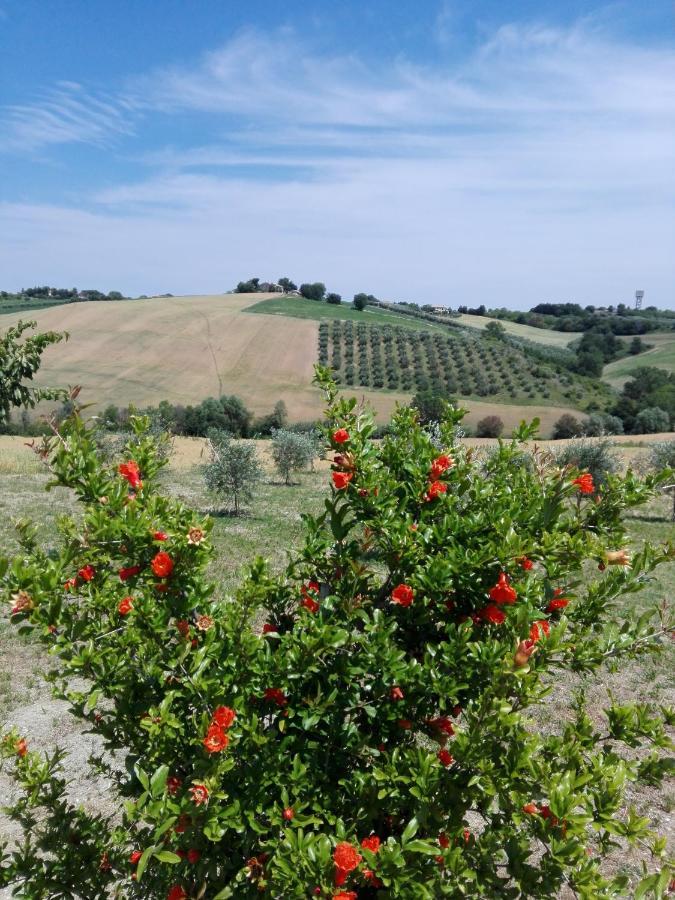 Il Giardino Nella Valle Belvedere Ostrense Bagian luar foto
