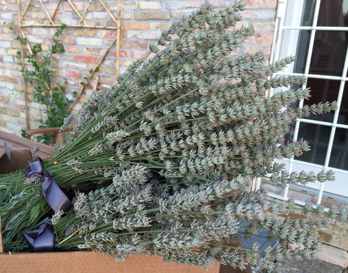 Il Giardino Nella Valle Belvedere Ostrense Bagian luar foto